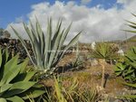4 bedrooms Finca in Guia de Isora, Spain No. 730 - Image 13