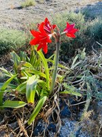 4 bedrooms Villa in Tijola, Spain No. 7329 - Image 25