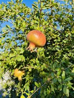 4 bedrooms Villa in Tijola, Spain No. 7329 - Image 26