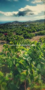 2 bedrooms Finca in Granadilla de Abona, Spain No. 735 - Image 4