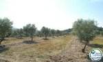 Land in Garriguella, Spain No. 73528 - Image 15