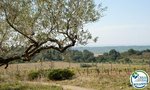 Land in Garriguella, Spain No. 73528 - Image 17