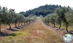 Land in Garriguella, Spain No. 73528 - Image 19