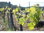 561m² Land in Garriguella, Spain No. 73536 - Image 18