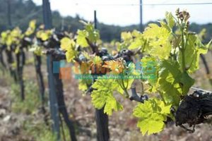 400m² Land in Garriguella, Spain No. 73537