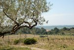 1043m² Land in Garriguella, Spain No. 73576 - land in Spain