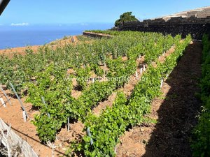 15m² Land in Puerto de Santiago, Spain No. 749