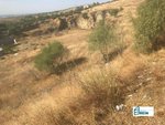 13891m² Land in El Molar, Spain No. 81890 - Image 7