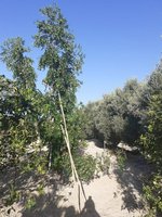 3 bedrooms Villa in Rojales, Spain No. 8251 - Image 18