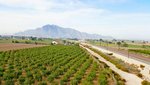 1 bedroom Finca in Callosa de Segura, Spain No. 8311 - finca in Spain