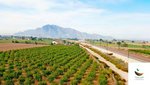 1 bedroom Finca in Callosa de Segura, Spain No. 8311 - Image 7