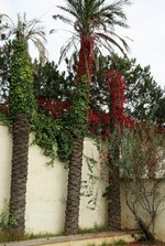 Villa 8+12 in Istanbul, Turkey No. 10739 - Image 8