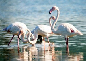 Villa 3+1 in Bodrum, Turkey No. 27386