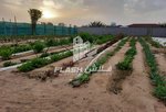 18580.5m² Land in Ras Al Khaimah, UAE No. 12234 - Image 10