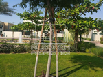 5 bedrooms Villa in Sharjah, UAE No. 18595 - Image 21
