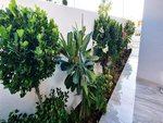 3 bedrooms Villa in Dubai, UAE No. 22259 - Image 9
