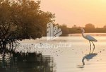 4 bedrooms Townhouse in Mina Al Arab, UAE No. 33211 - Image 8
