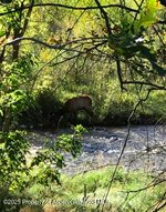 6 bedrooms Commercial property in New Castle, USA No. 560253 - Image 3